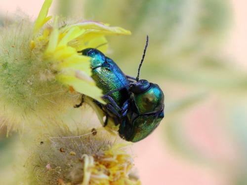 Cryptocephalus sp.