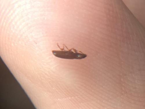 Tribolium sp.