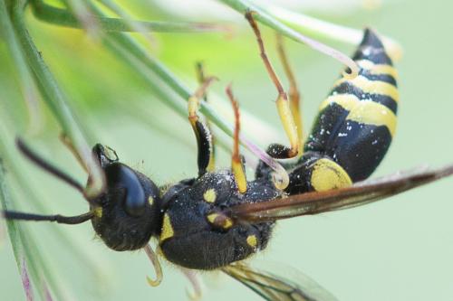 Réf. 237 338 : Ancistrocerus nigricornis