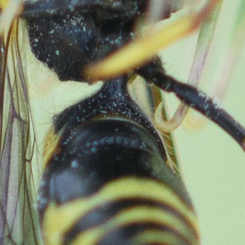 Réf. 237 340 : Ancistrocerus nigricornis