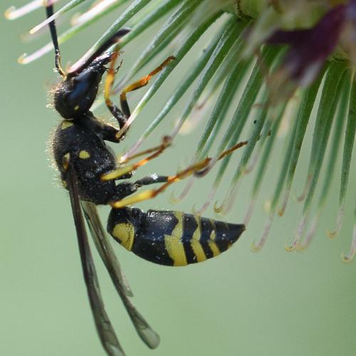 Réf. 237 339 : Ancistrocerus nigricornis