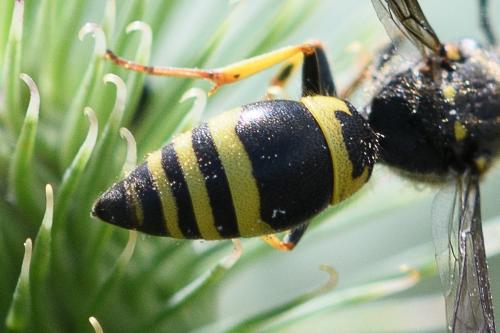 Réf. 237 342 : Ancistrocerus nigricornis