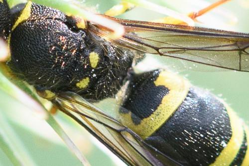 Réf. 237 367 : Ancistrocerus nigricornis