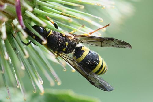 Réf. 237 341 : Ancistrocerus nigricornis