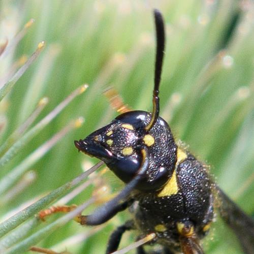 Réf. 237 337 : Ancistrocerus nigricornis