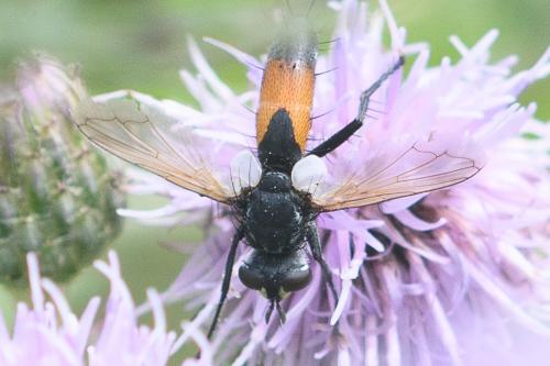 Réf. 237 808 : Cylindromyia sp.