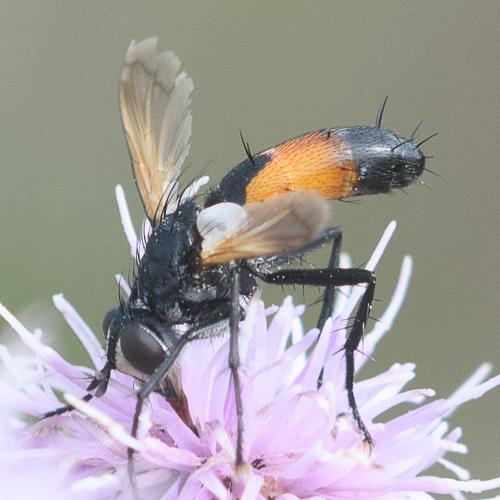 Réf. 237 809 : Cylindromyia sp.