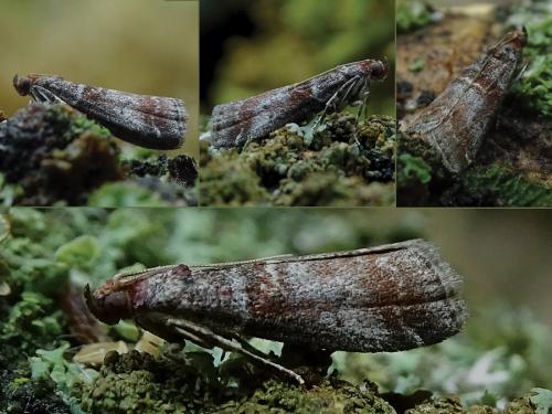 Réf. 237 971 : Acrobasis advenella