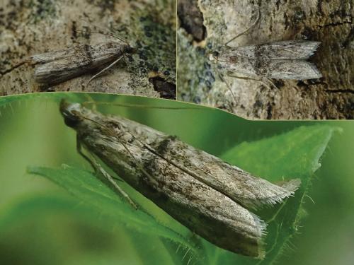 Réf. 237 969 : Nephopterix angustella