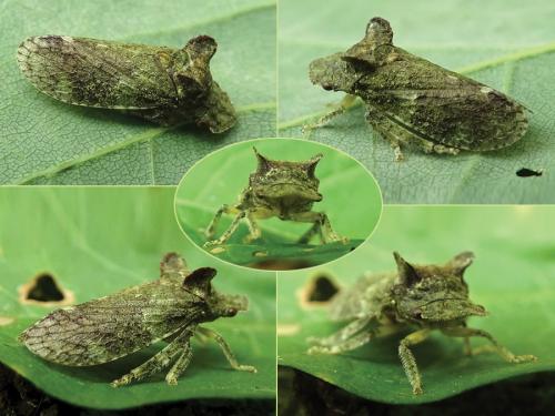 Ledra aurita