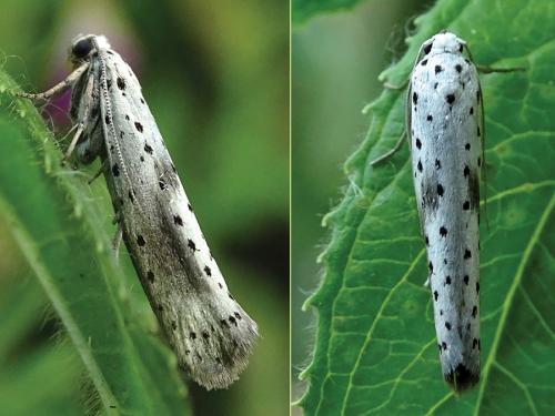 Réf. 237 614 : Yponomeuta irrorella