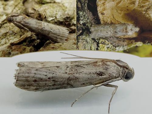 Réf. 237 970 : Phycita roborella