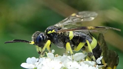 Zonuledo zonula