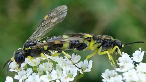 Zonuledo zonula