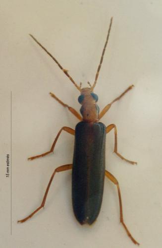Nacerdes carniolica