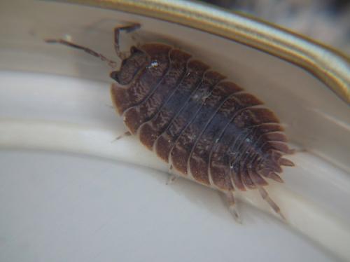 Porcellio dilatatus