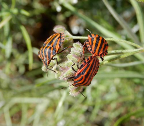 Réf. 237 193 : Graphosoma italicum