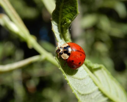 Harmonia axyridis