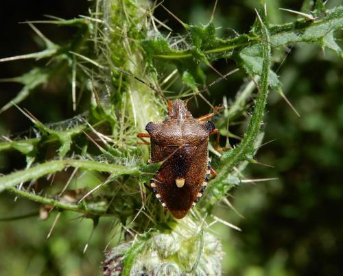 Réf. 237 280 : Pentatoma rufipes