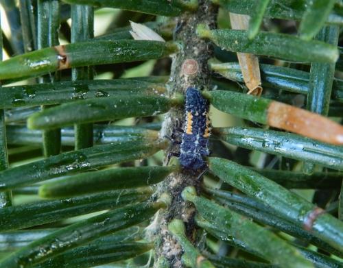 Harmonia quadripunctata