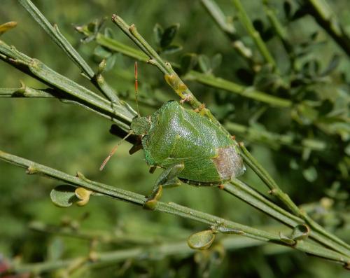 Palomena prasina