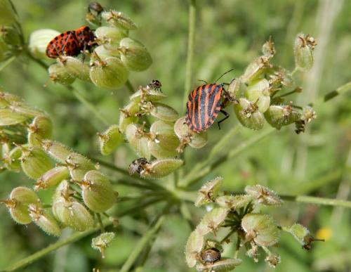 Graphosoma italicum