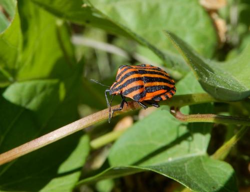 Réf. 237 195 : Graphosoma italicum
