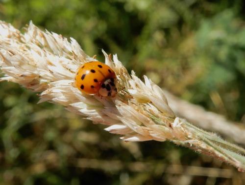 Harmonia axyridis