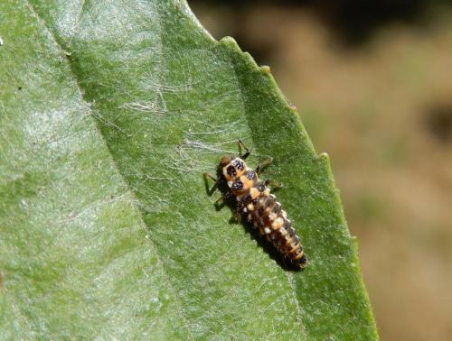 Réf. 237 370 : Oenopia conglobata
