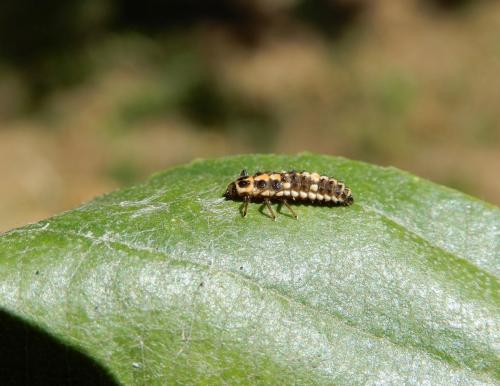 Réf. 237 371 : Oenopia conglobata