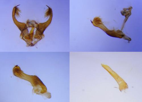Réf. 237 016 : Pelochrista caecimaculana