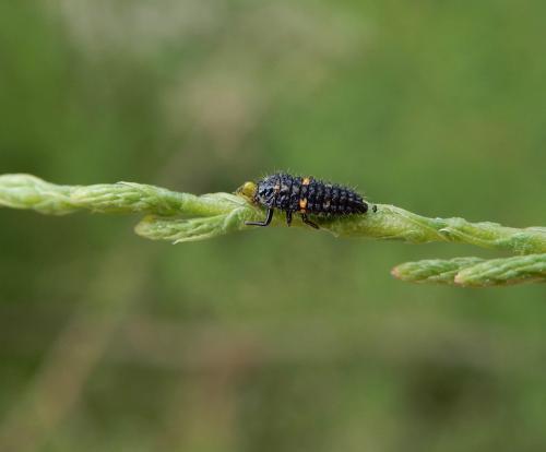 Coccinella undecimpunctata
