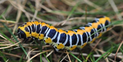 Cucullia lactucae