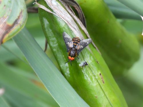 Réf. 237 006 : Chrysops relictus