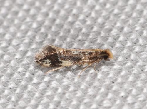 Agnathosia mendicella