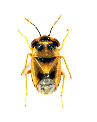 Geocoris sp.