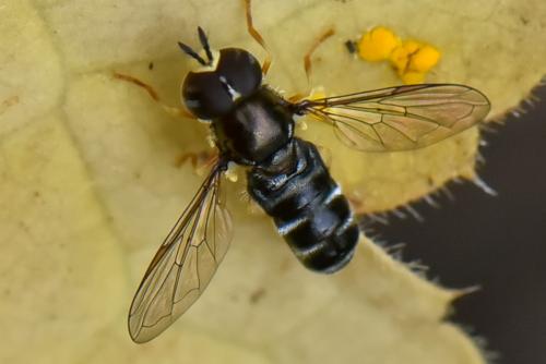Paragus sp.