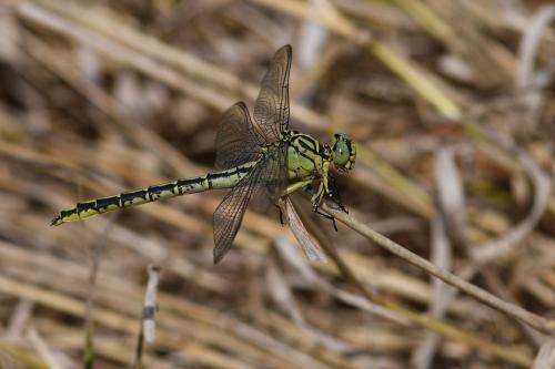 Stylurus flavipes