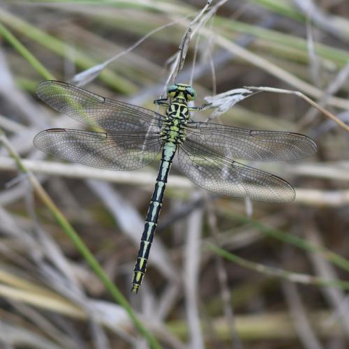 Stylurus flavipes