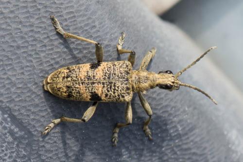 Réf. 237 508 : Rhagium mordax