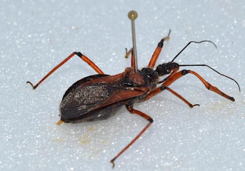 Rhynocoris (cuspidatus-iracundus)