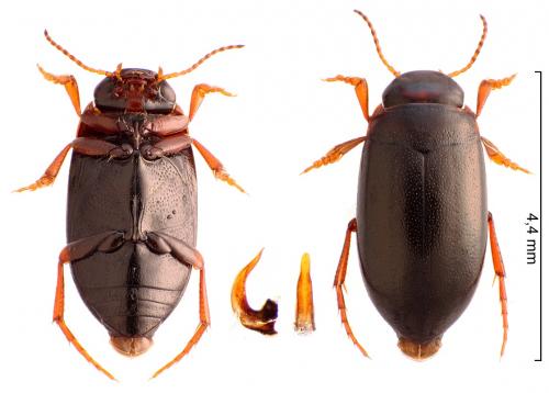 Hydroporus memnonius