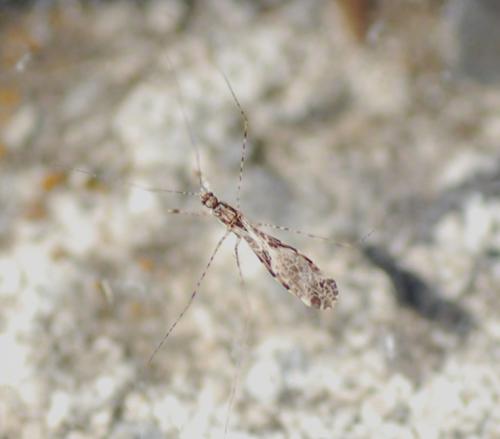 Réf. 237 198 : Empicoris sp.