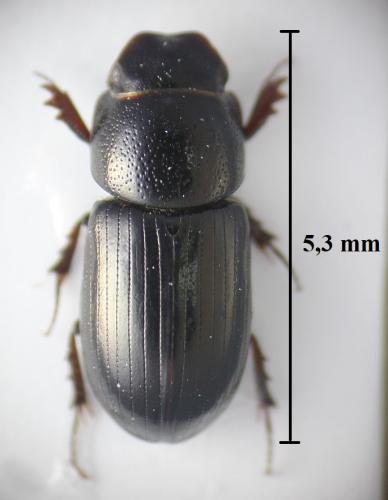 Aphodiinae