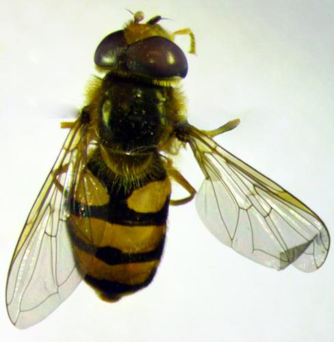 Réf. 237 138 : Eupeodes latifasciatus