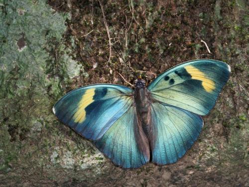 Euphaedra medon
