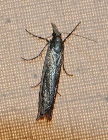 Réf. 237 795 : Crambus pascuella