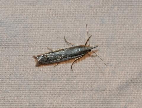 Réf. 237 894 : Crambus pascuella