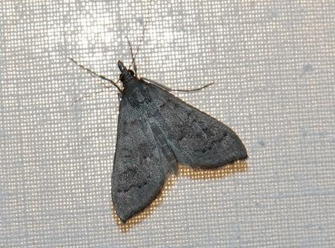 Réf. 237 278 : Mecyna asinalis