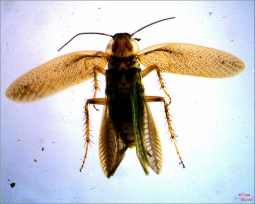 Réf. 237 529 : Ectobius lucidus